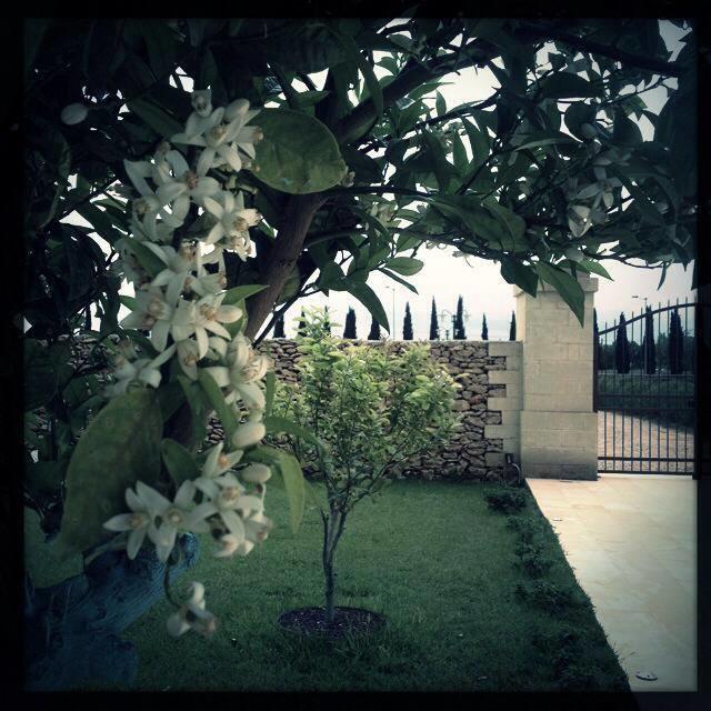 Masseria San Polo Squinzano Εξωτερικό φωτογραφία