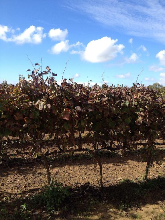 Masseria San Polo Squinzano Εξωτερικό φωτογραφία